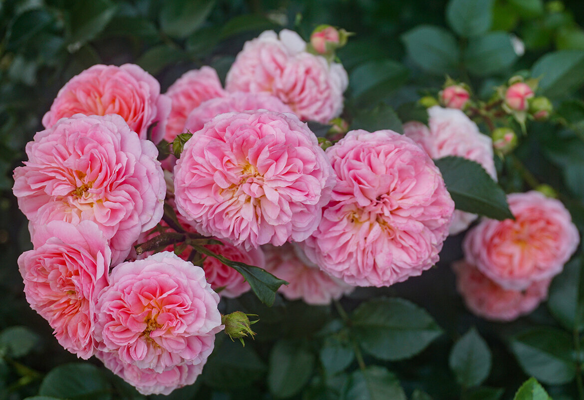 В розарии ботанического сада - Ольга 