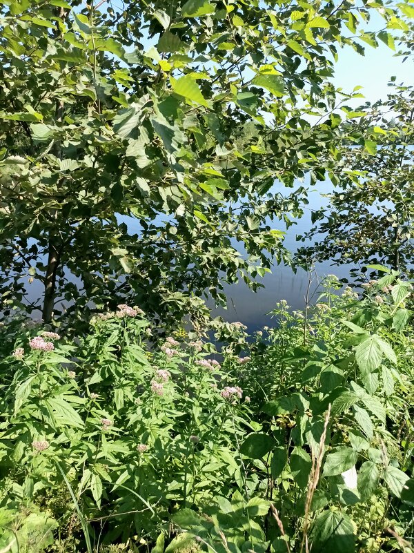 У лесного озера - Veera V У лесного озера - Veera V