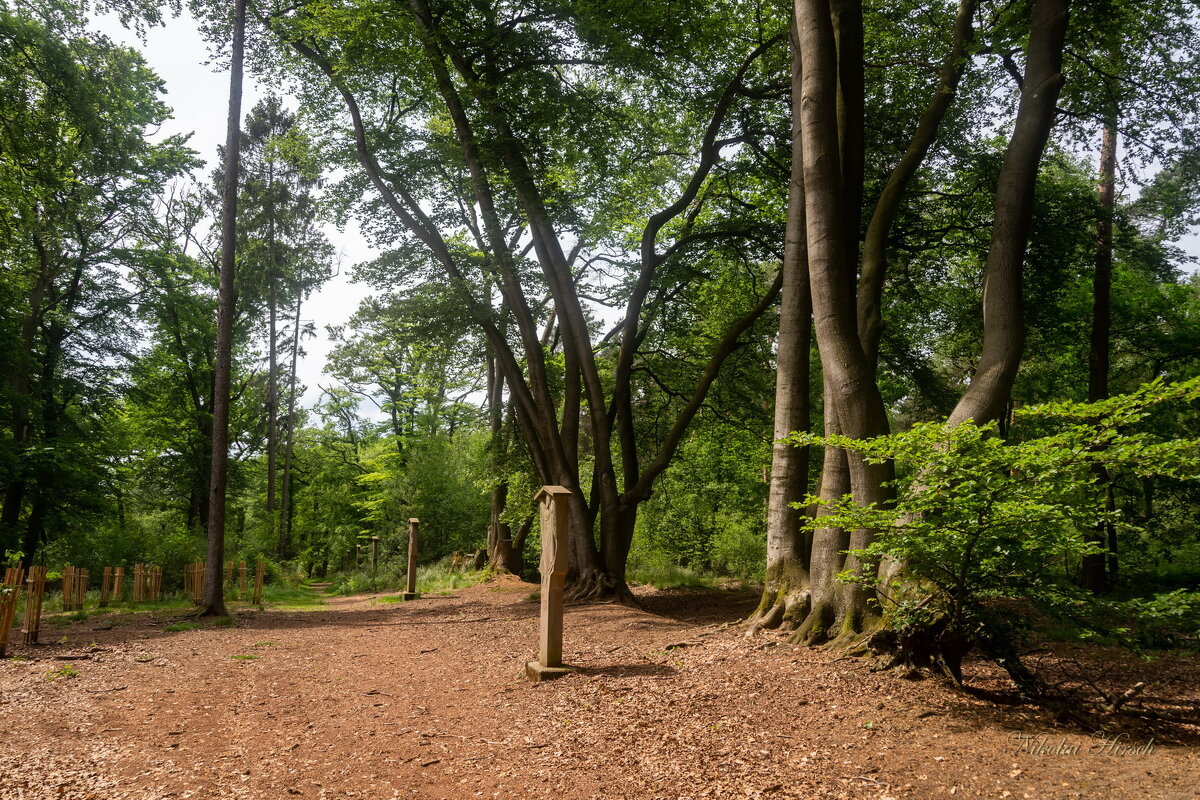 Там, где растут буки... - Николай Гирш