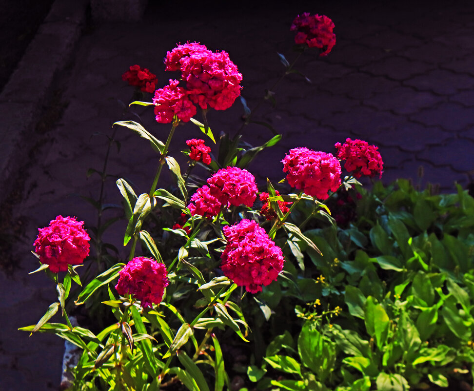 Июль...Просто городские цветы! - Владимир Июль...Просто городские цветы! - Владимир