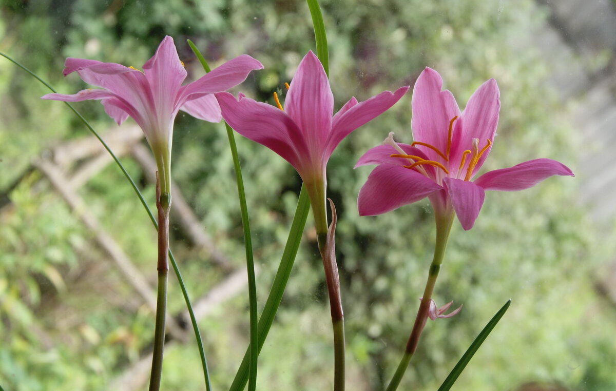 Цветы. - сергей ермошкин Цветы. - сергей ермошкин