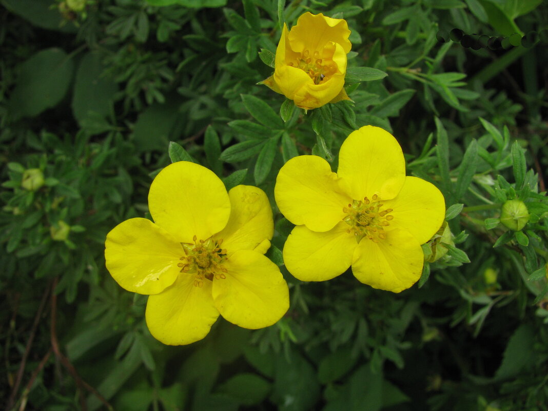 Лапчатка - Людмила Смородинская