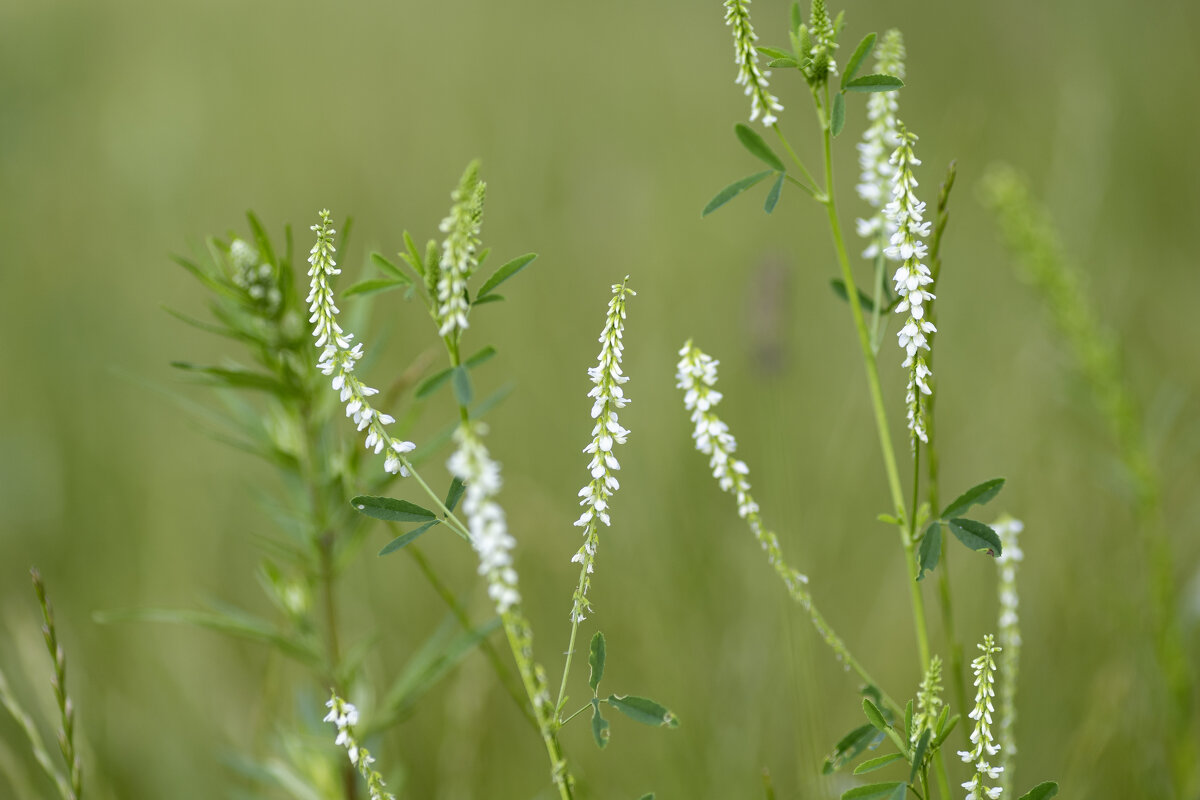 *** - k-e-r-g-u-d-u DM