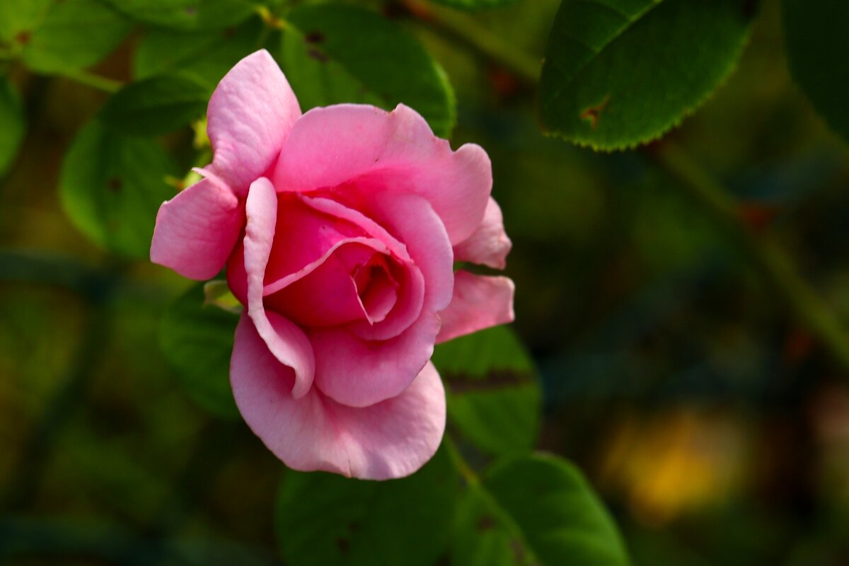 Доброе утро - Юрий. Шмаков