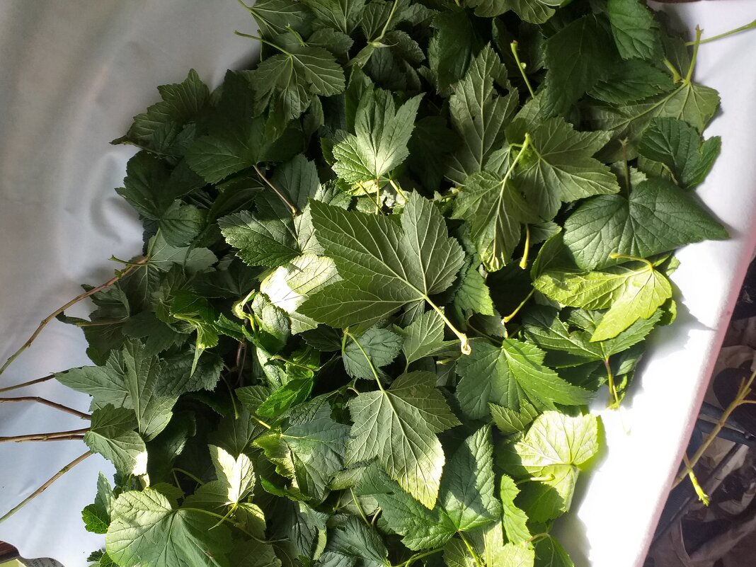 сушим листочки на чай... - Галина Флора