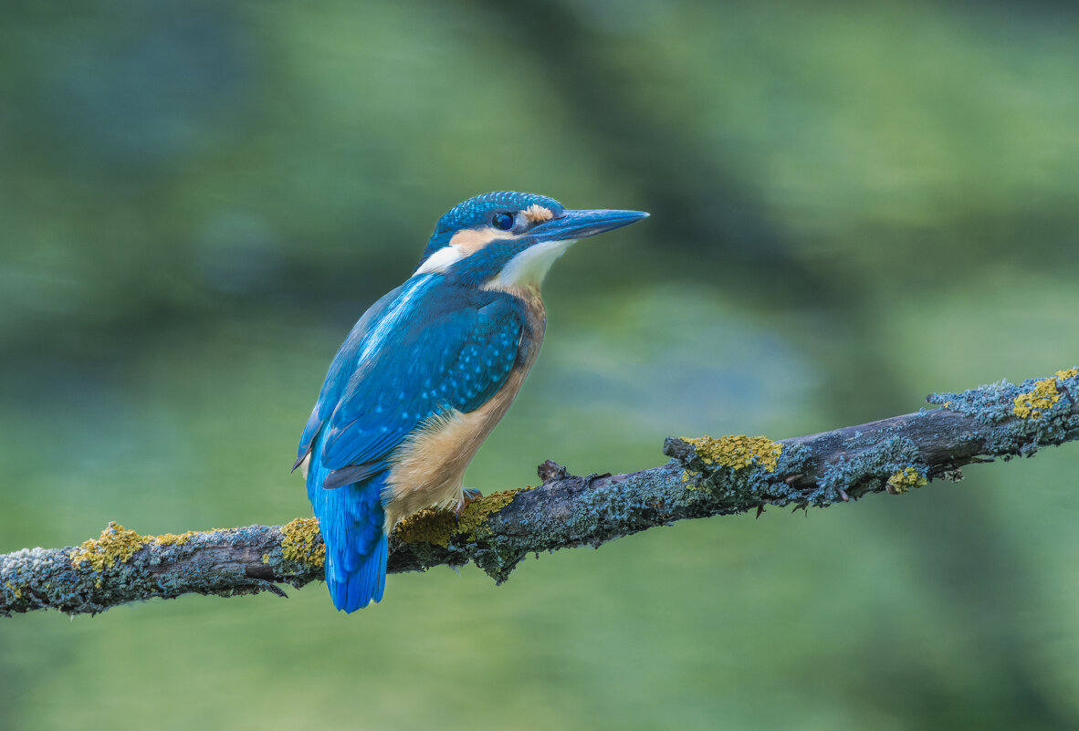 зимородок. - юрий макаров