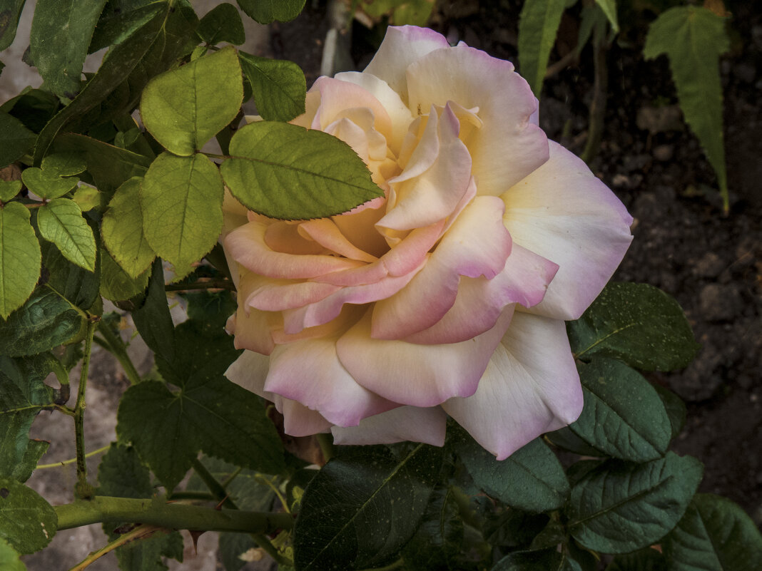 Глория  Дей - Валентин Семчишин