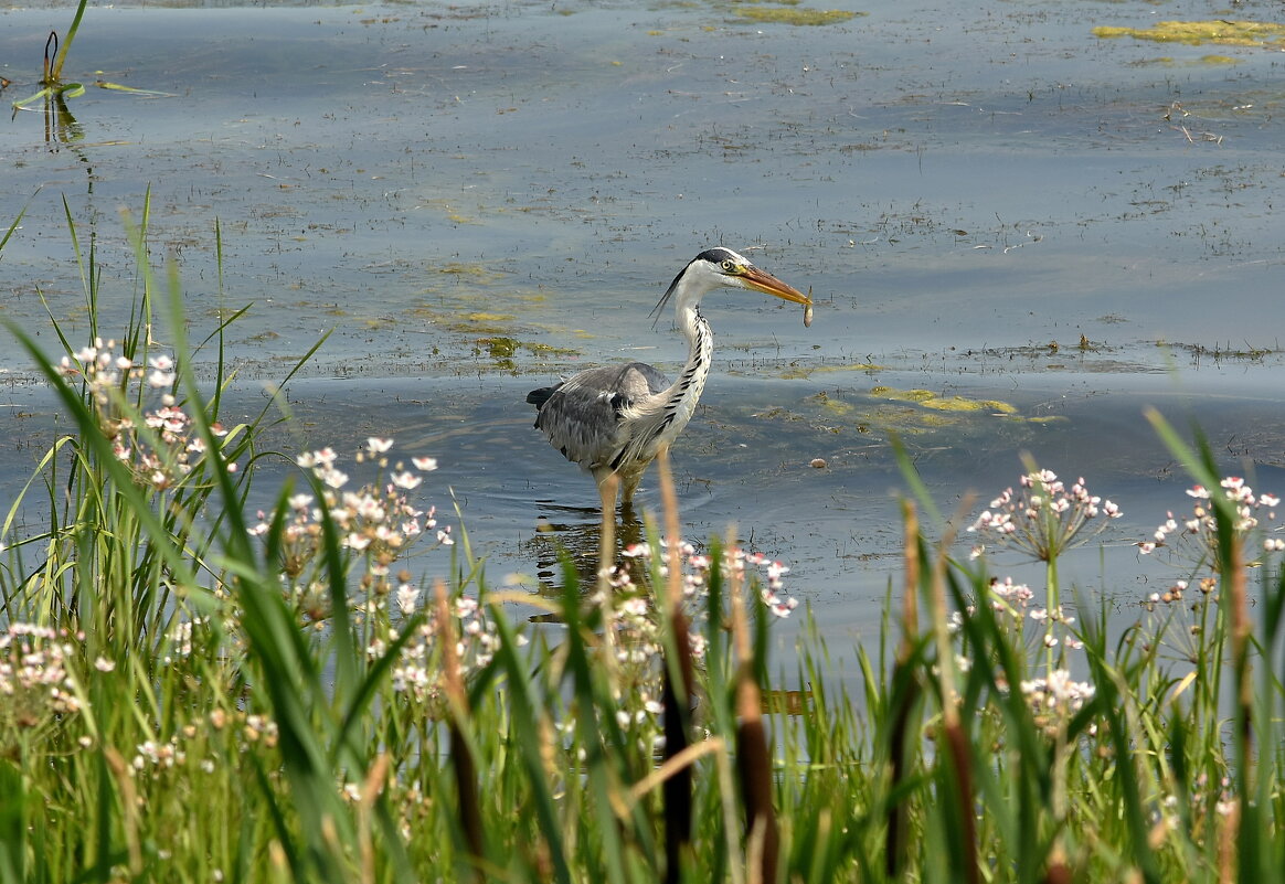 Серая цапля. - Алексей .