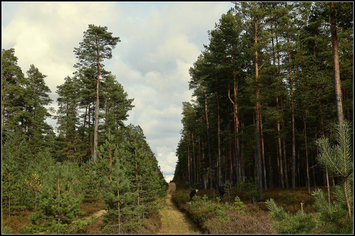 Тихая охота.. - Aleksandr Gal