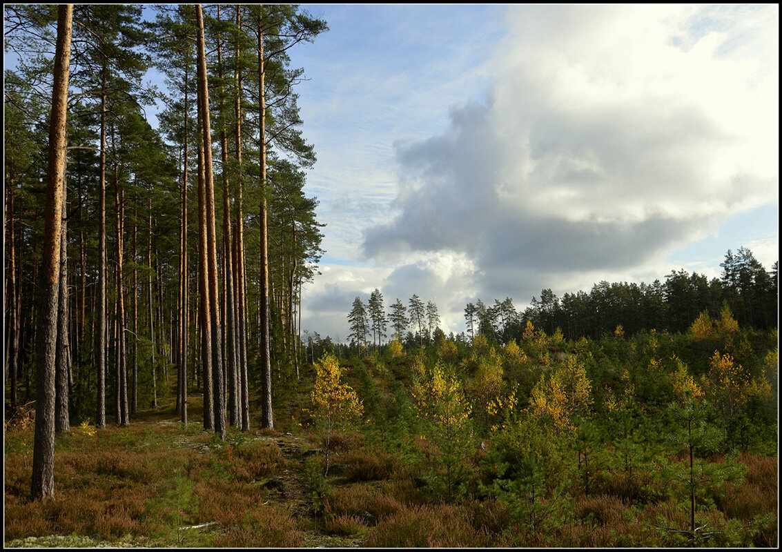 Мои места тихой охоты - Aleksandr Gal Мои места тихой охоты - Aleksandr Gal