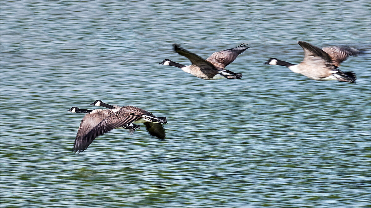 Умеют быстро летать - Alexandеr P