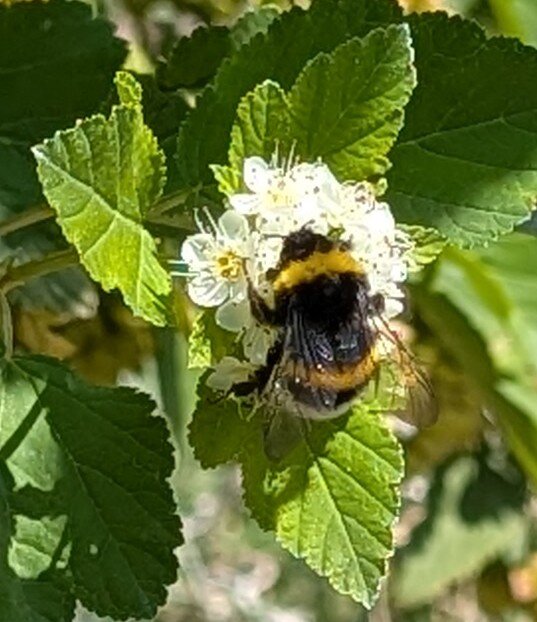 *** - Хэлен ***