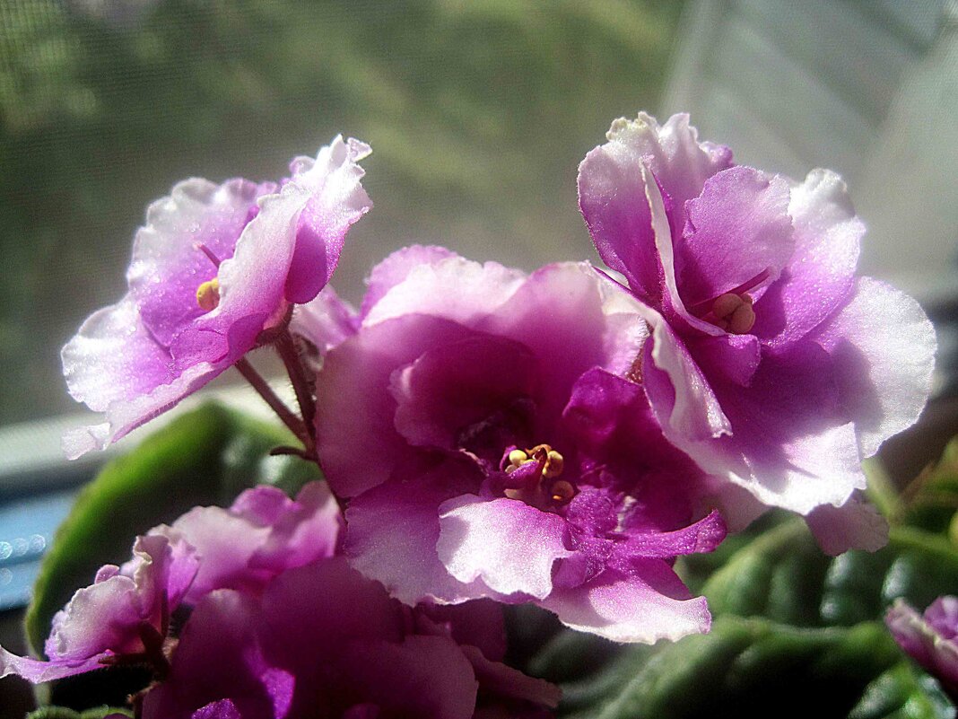 Моя фиалка - Елена Семигина