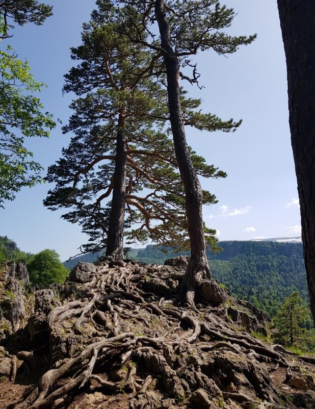 ЛАГОНАКИ - Tata Wolf