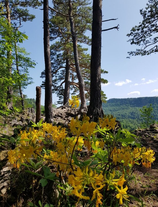 ЛАГОНАКИ - Tata Wolf