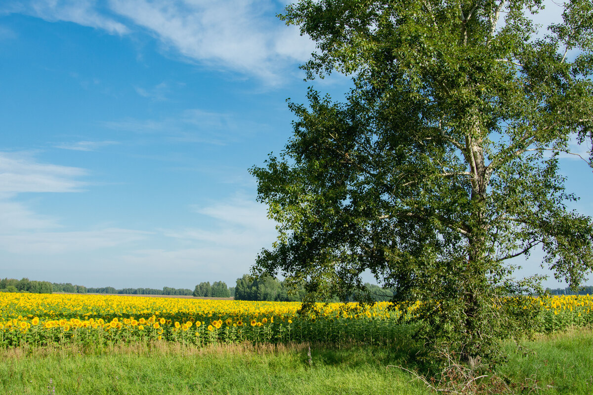 *** - Николай Чекалин *** - Николай Чекалин