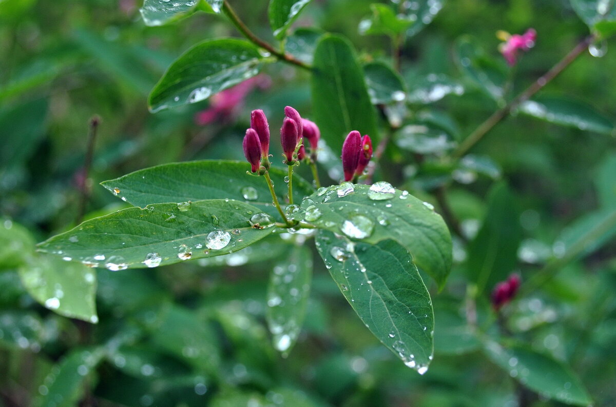 "У природы нет плохой погоды" - AleksSPb Лесниченко