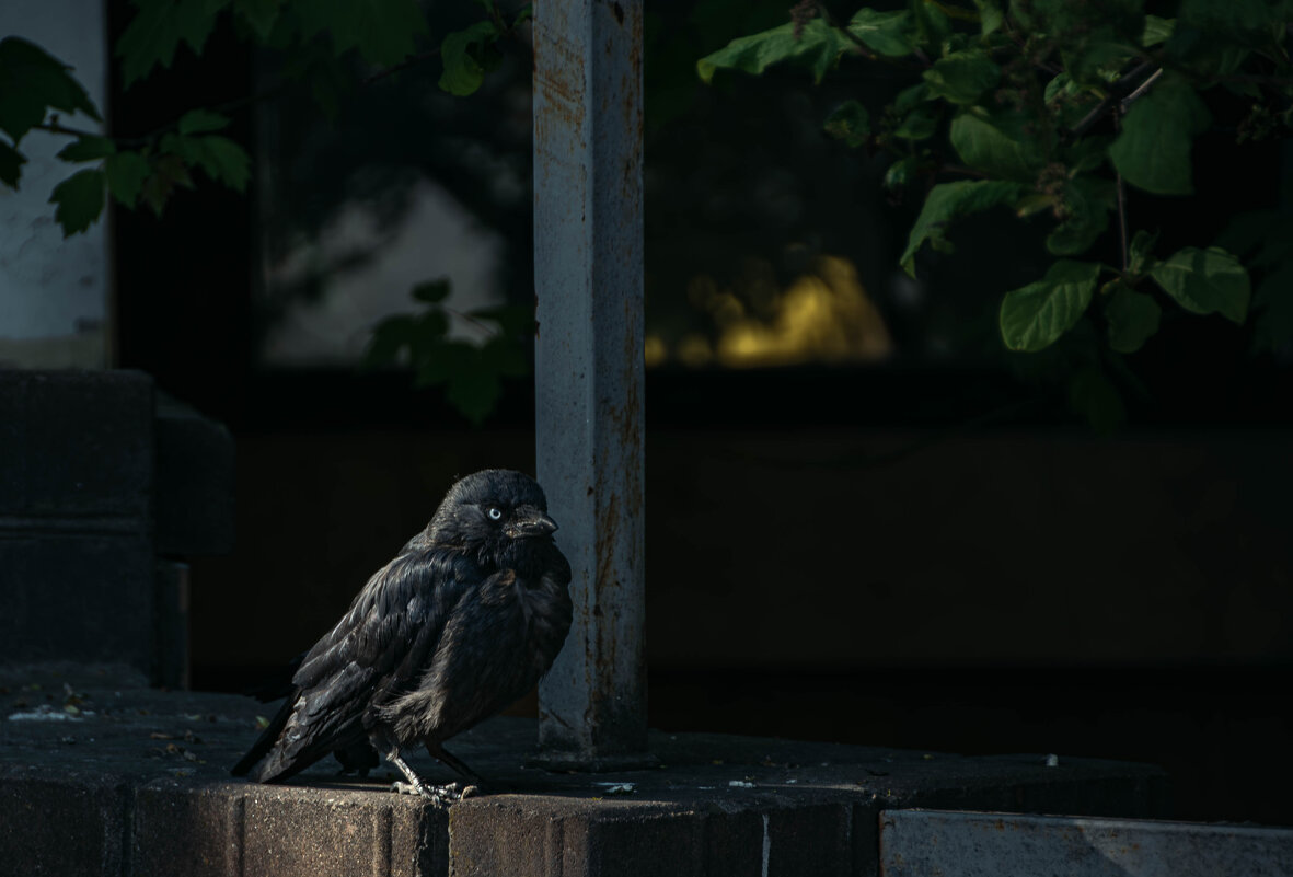 В раздумьях - Дмитрий Коноплев