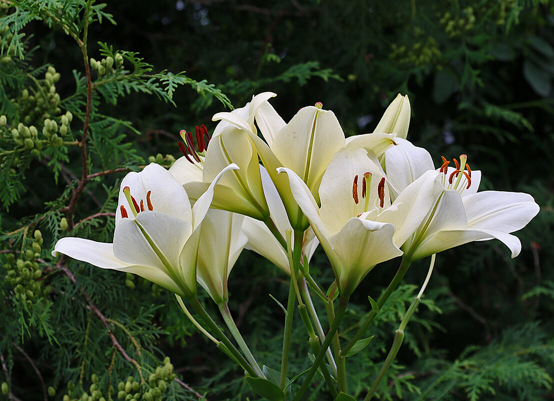 "Букет" белоснежных - Светлана 