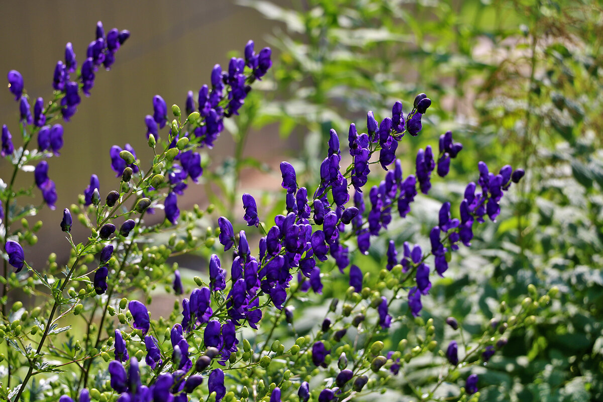 Аконит - Светлана 