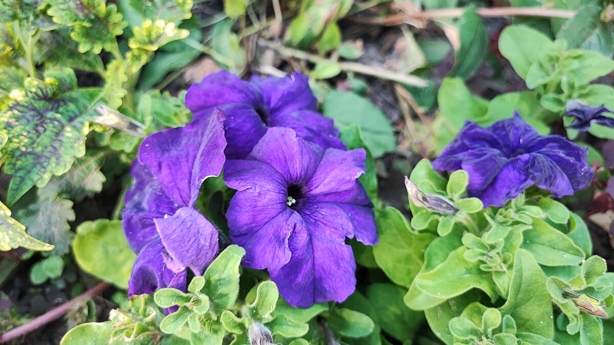 ,,, - Сергей Тимоновский ,,, - Сергей Тимоновский