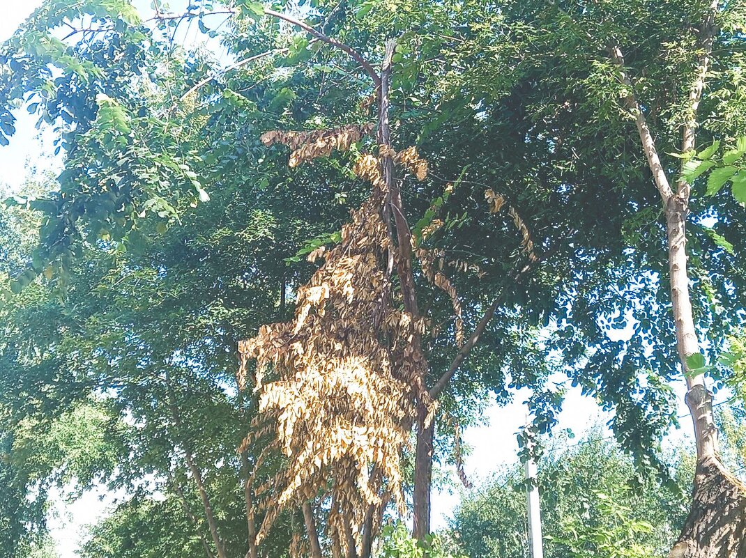 Осеннее лето - Игорь Солдаткин