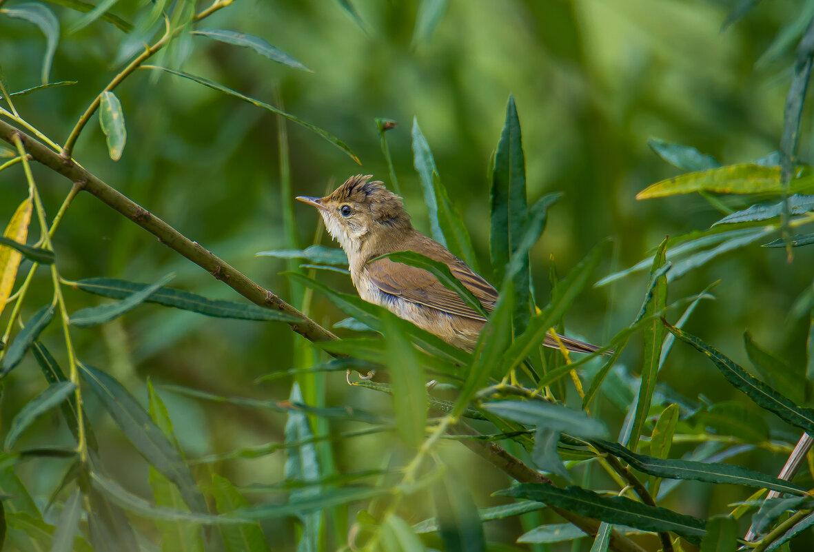 Камышевка. - Sergey (Apg)
