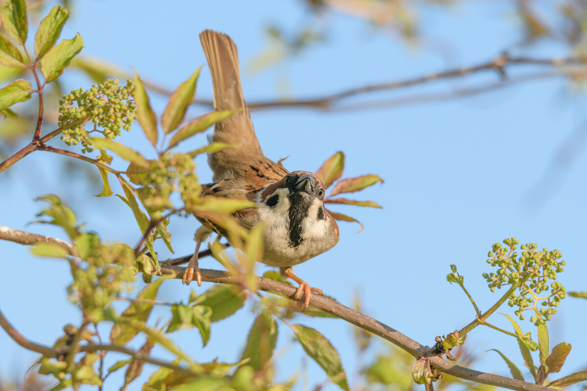Воробей принял боевую стойку - Дарья Меркулова