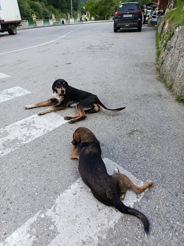 Собаки в горах - Татьяна Пальчикова
