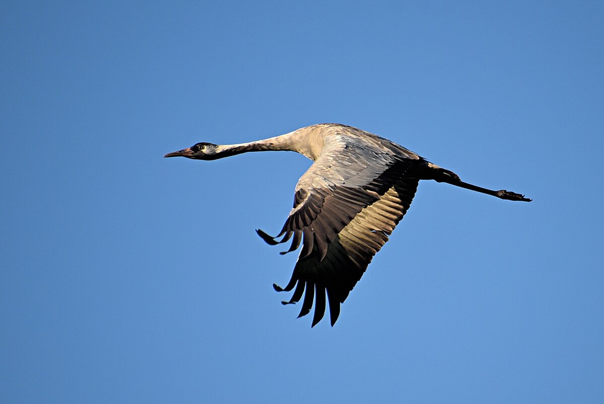 Полёт журавля - Геннадий Ячменев Полёт журавля - Геннадий Ячменев