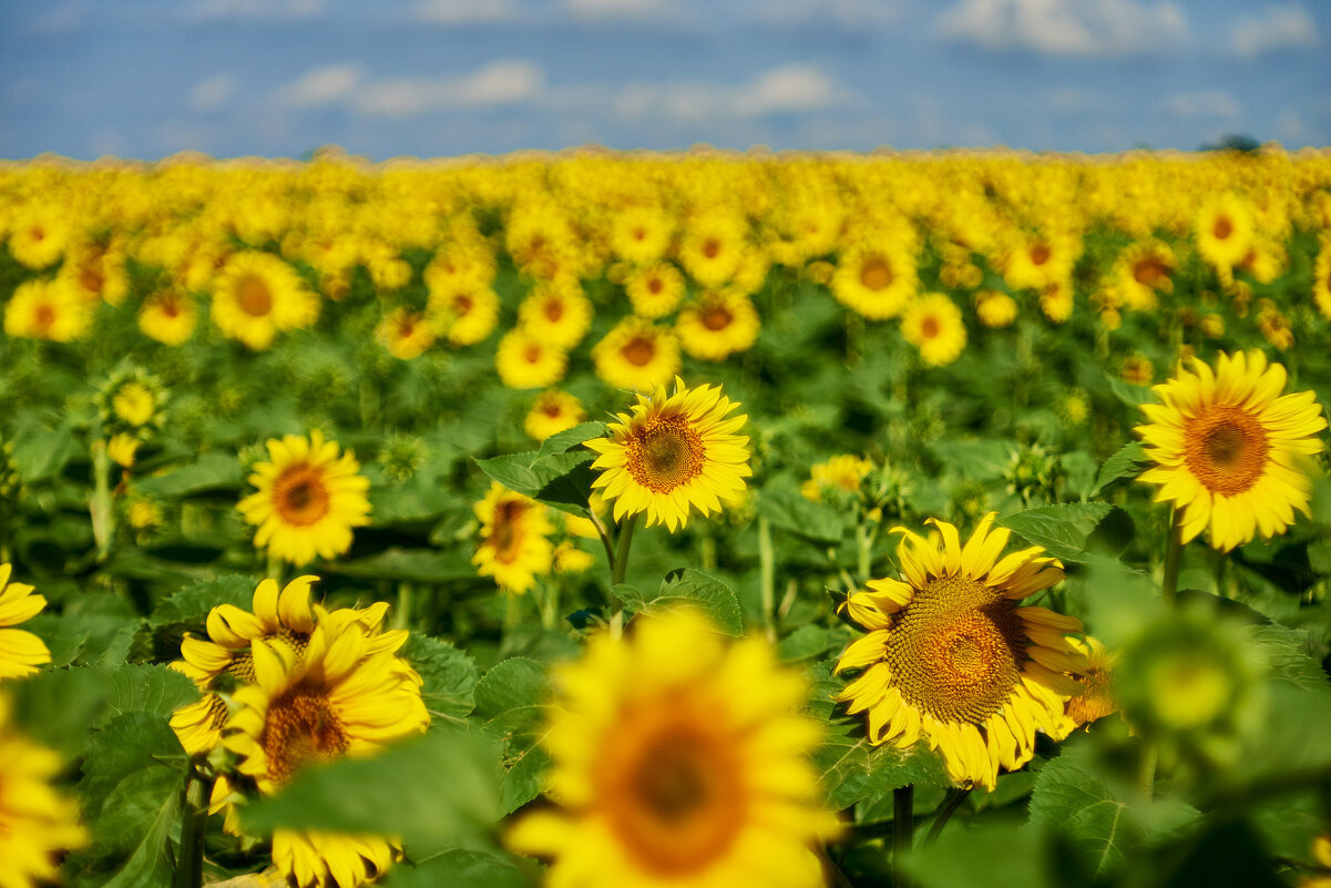 Поле Подсолнухов - Александр Леонов