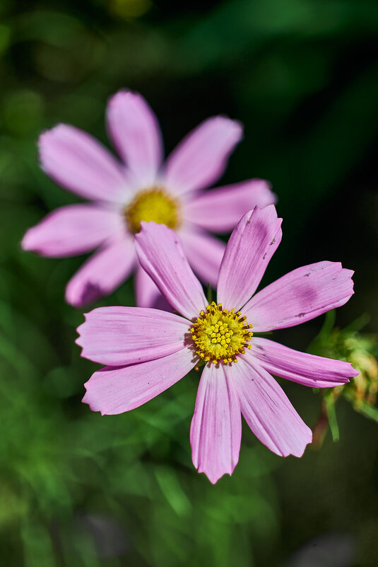 Московская Ромашка - Александр Леонов