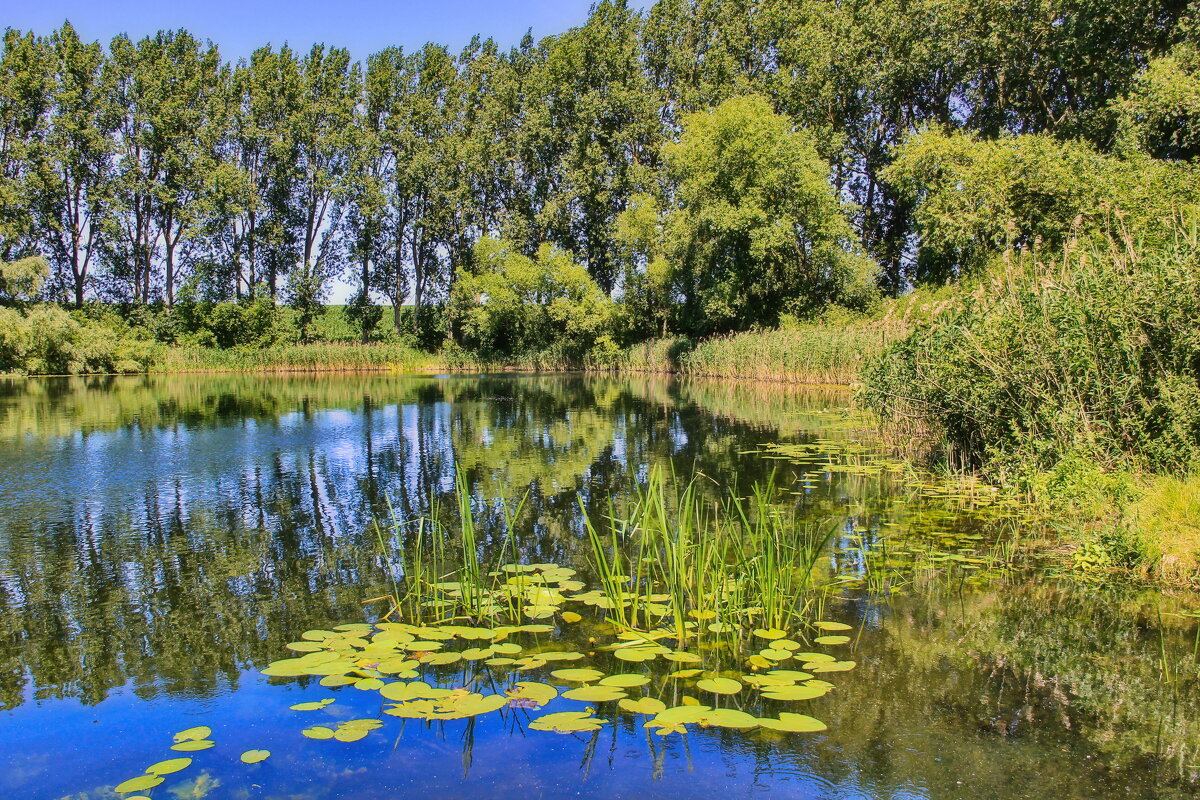 Лесное озеро - Андрей K. Лесное озеро - Андрей K.