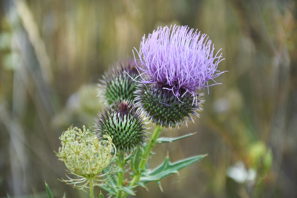 *** - Надежда Куркина 