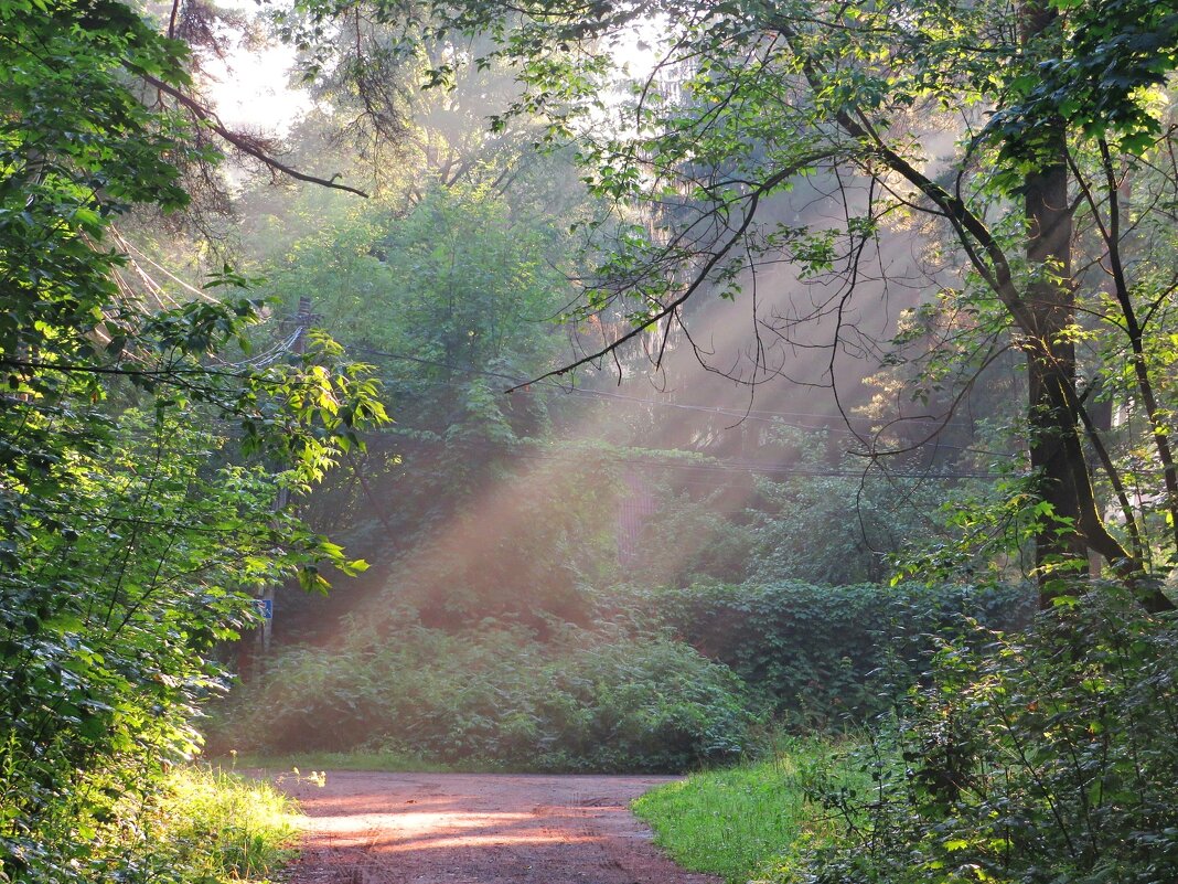 Летним утром - Андрей Снегерёв