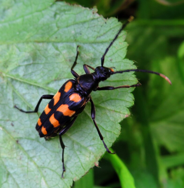 Жук усач - Андрей Снегерёв Жук усач - Андрей Снегерёв