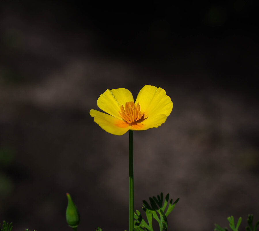 Желтый цветок - Олег Фролов