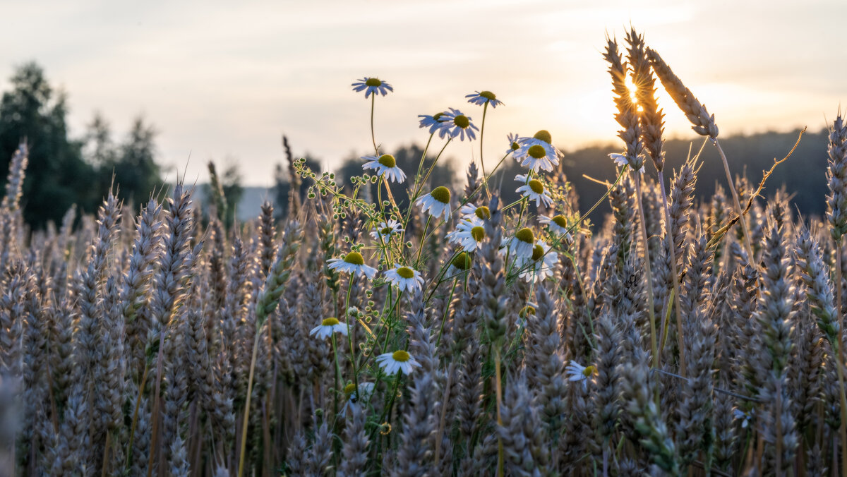 Ромашковый закат - sorovey Sol Ромашковый закат - sorovey Sol