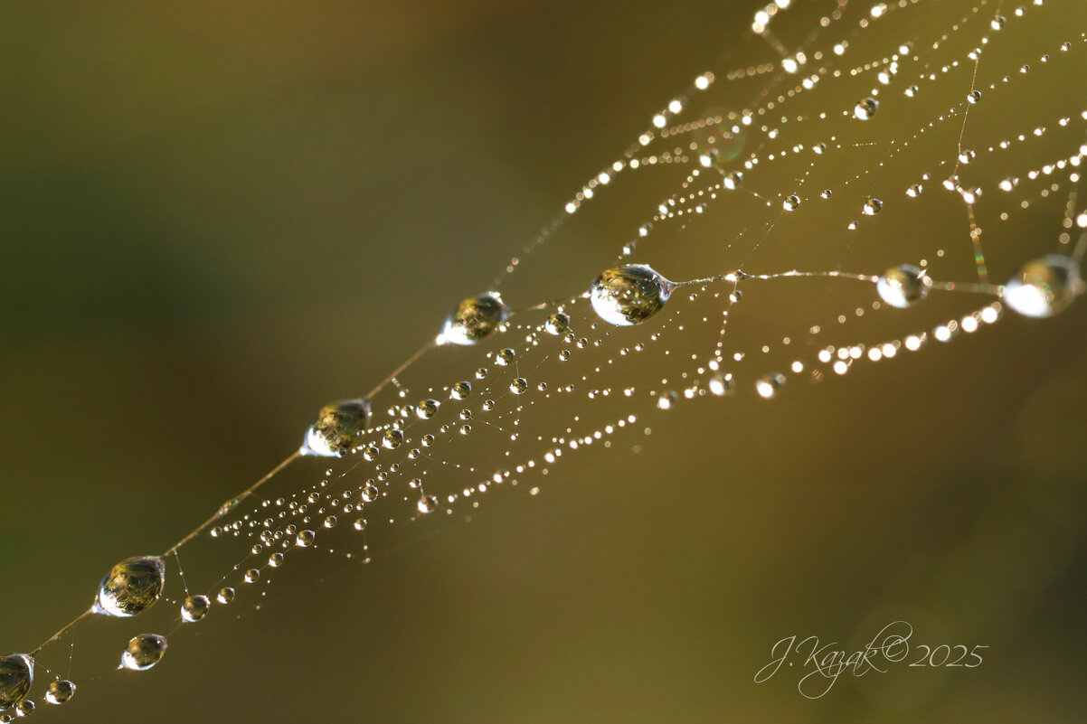 *** - Елена Kазак (selena1965)