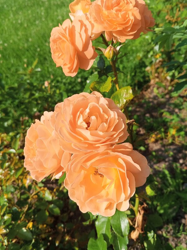 Роза - Сапсан 