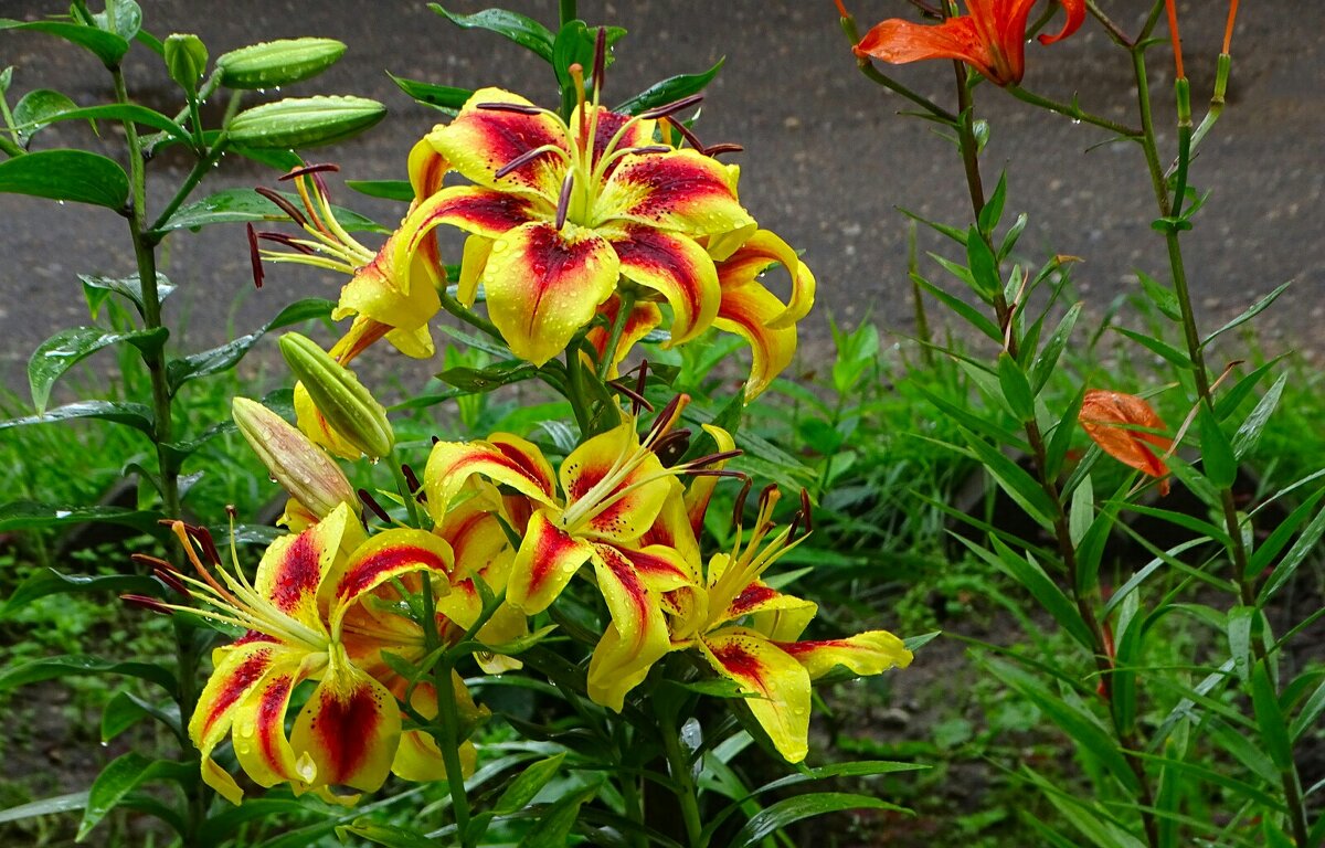 Лилии на городской клумбе. - Милешкин Владимир Алексеевич 