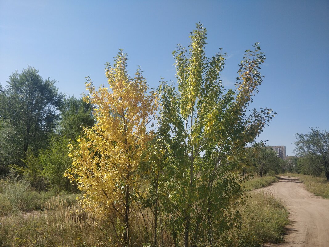 Осень идёт... - Андрей Хлопонин