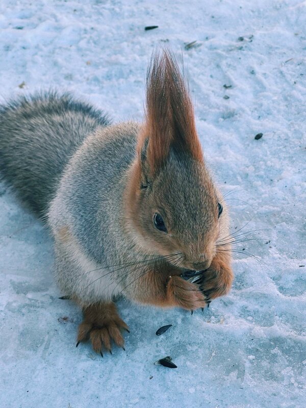 Встреча... - Георгиевич 
