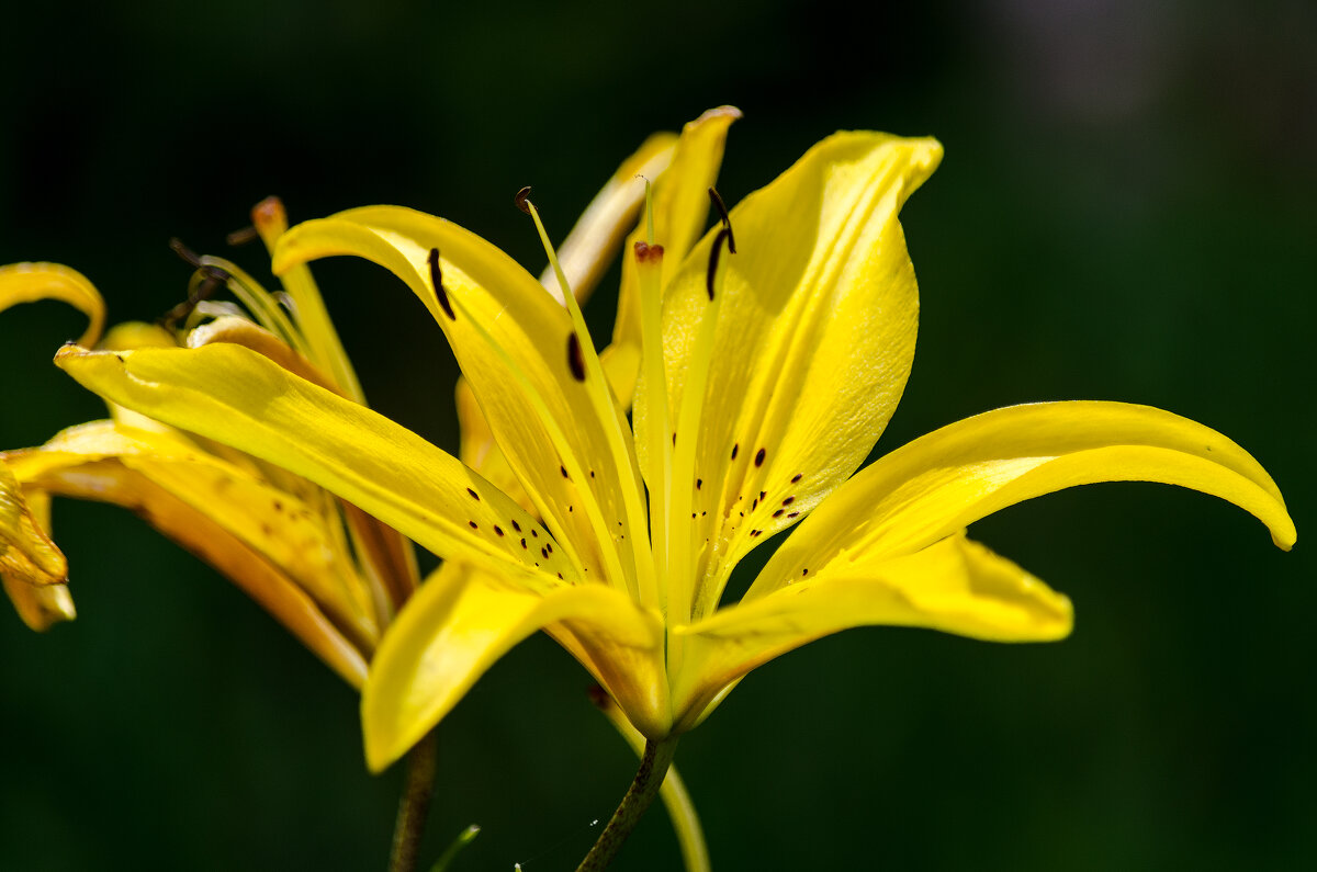 *** - Виктор Иванович Чернюк