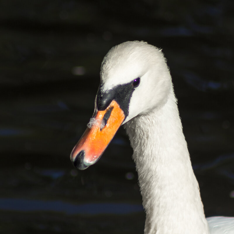 Птичьи портреты: длинношеее. - Игорь Викторов