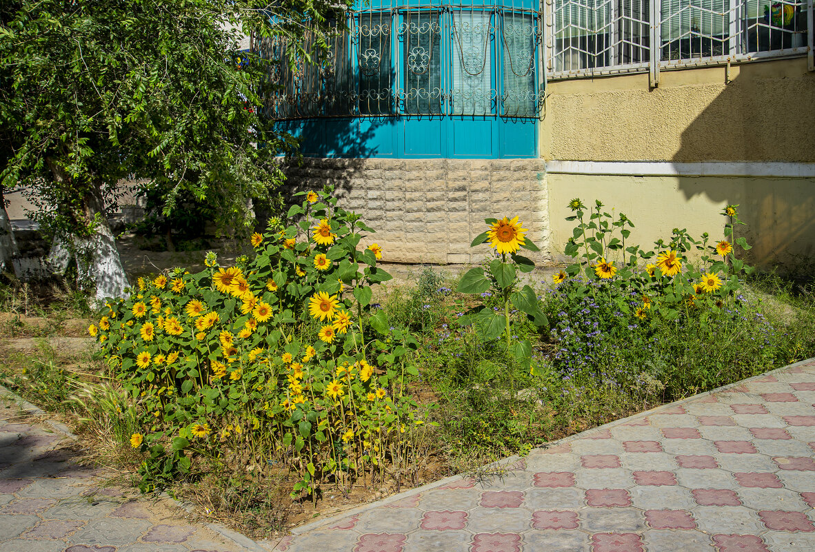 Подсолнухи - Анатолий Чикчирный