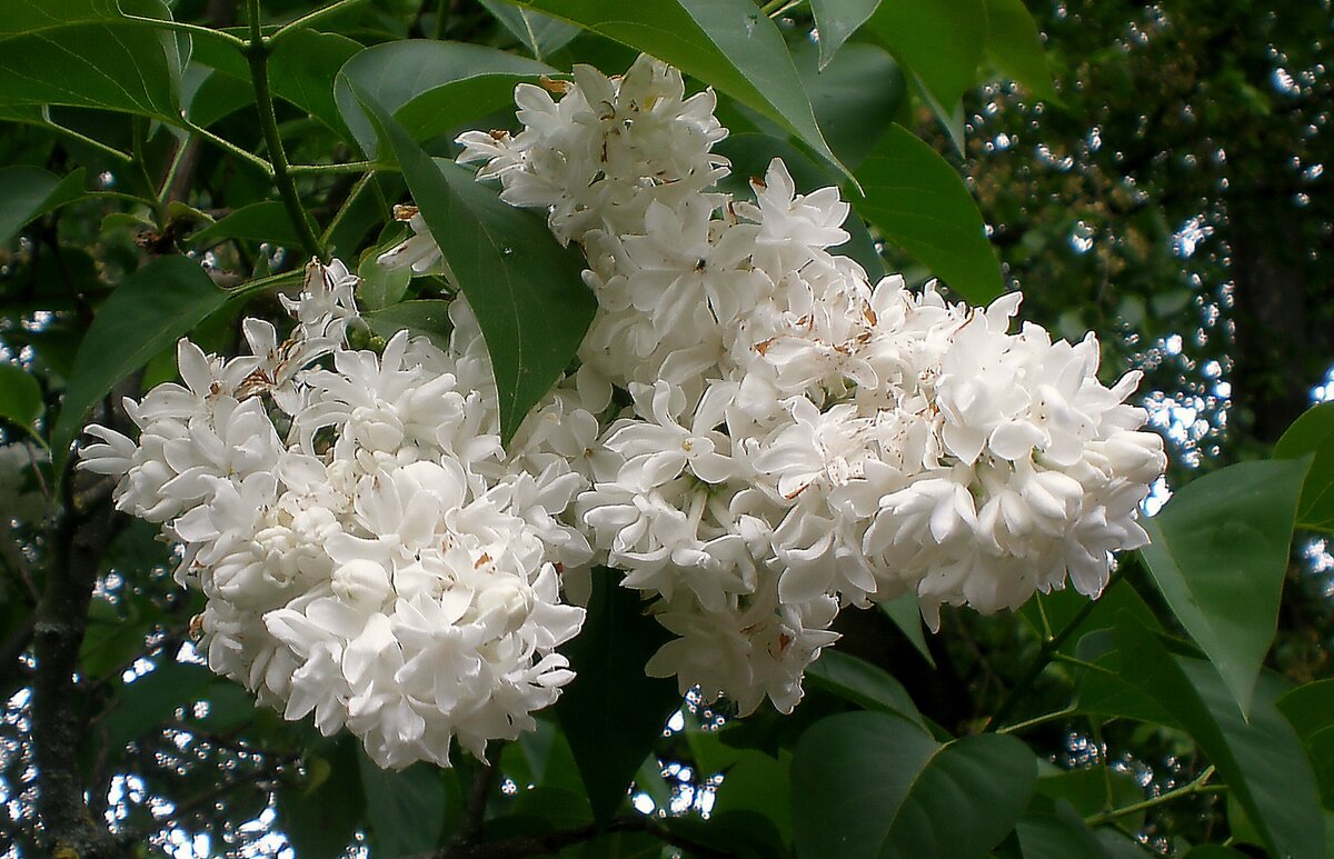 Весна в городе - Роман Савоцкий