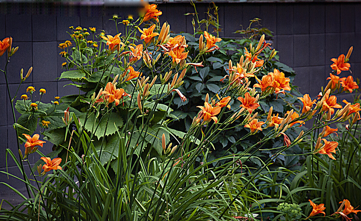 Летняя зарисовка - Владимир Кроливец