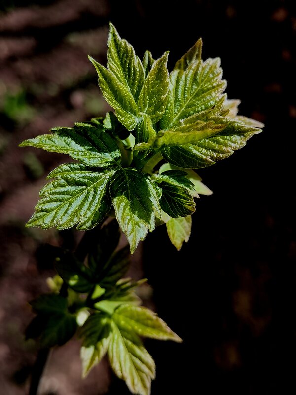 Свет, цвет, солнце - Любимова Ольга 