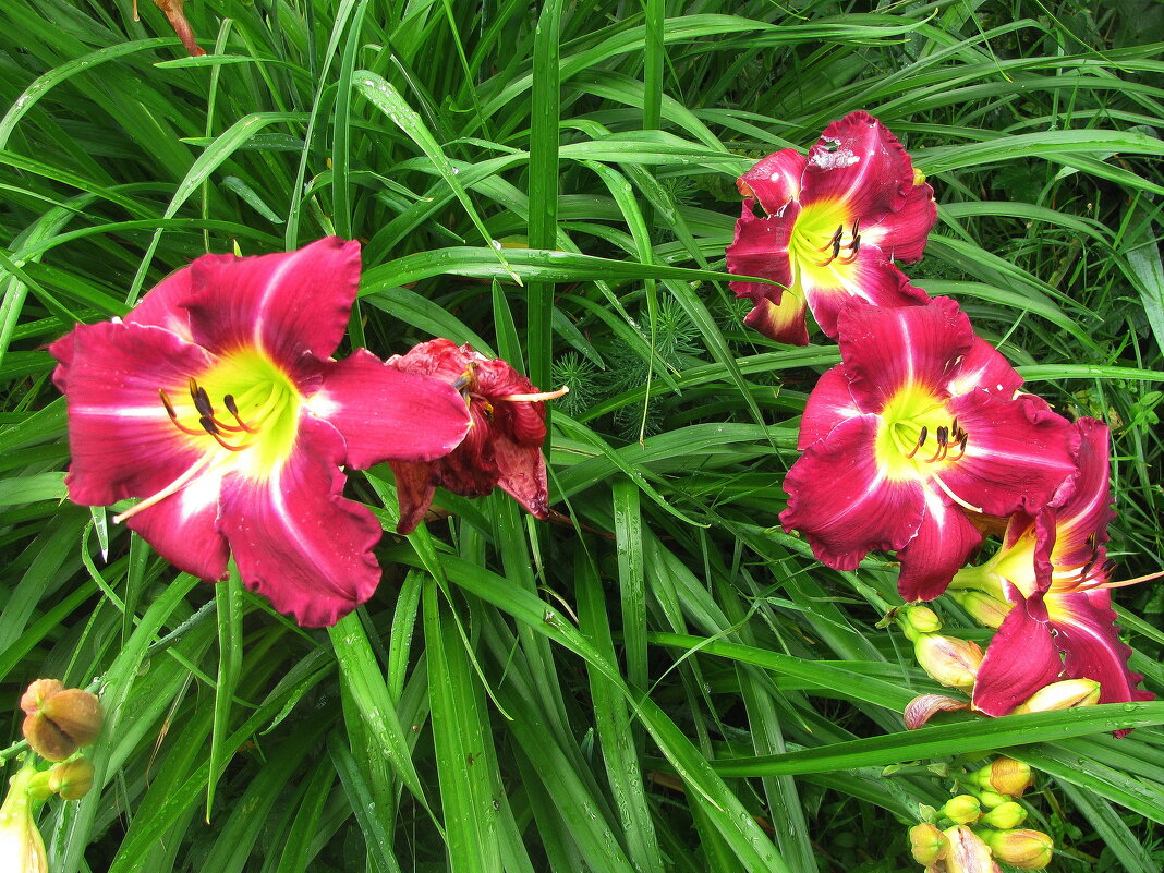 Лилейник цветёт - Людмила Смородинская